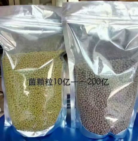 點擊查看詳細信息<br>標題：枯草芽孢桿菌菌劑顆粒 閱讀次數：3815