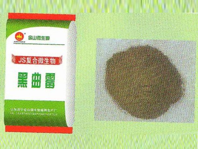 點擊查看詳細信息<br>標題：黑曲霉 閱讀次數：2514