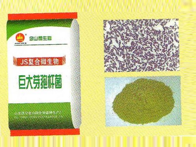 點擊查看詳細信息<br>標題：巨大芽孢桿菌 閱讀次數：2402